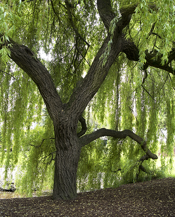 Tour Loire 05 - 201520150519_05195851 als Smartobjekt-1 Kopie.jpg - Im Ortskern steht dieser schöne Baum